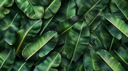 A close up of banana green leaves with a lush green background. 