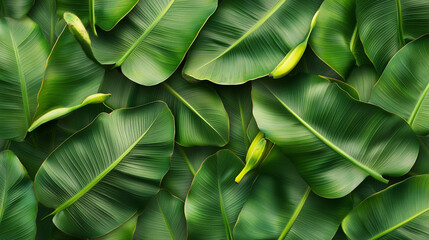 A close up of banana green leaves with a lush green background. 