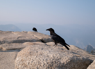 Birds on Mountain