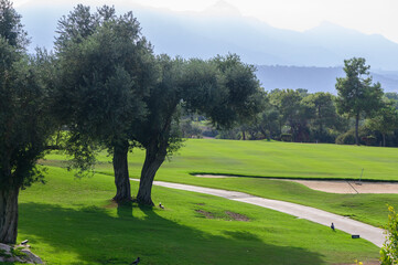 Fototapeta premium A serene morning in a lush green landscape with olive trees casting shadows on a winding path at a golf course near the mountains