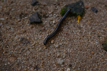A black centipede crawling on the ground around moss in the jungle, in its natural habitat. Photos of insects