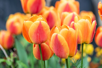 closeup on beautiful flower head of red and orange fresh tulips covered with water drops blooming on a garden at springtime