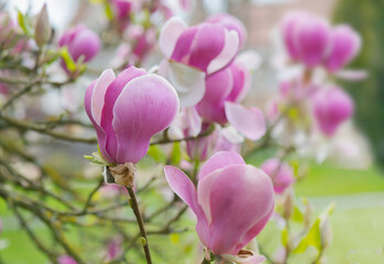 closeup on beautiful pink flowers of a magnolia tree blooming at springtime.