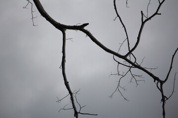 A stark image of bare tree branches set against a moody, overcast sky, evoking feelings of...