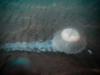 Una gran meduza o aguaviva, en el mar argentino, en la Península de Valdés, provincia de Chubut, patatogia.  © JuanManuel