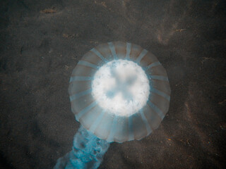 Una gran meduza o aguaviva, en el mar argentino, en la Península de Valdés, provincia de Chubut, patatogia.  © JuanManuel