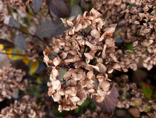 Dried Hydrangea flowers, Edinburgh, Scotland