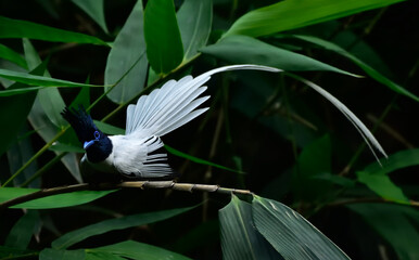 Asian paradise flycatchers are most frequently found in deciduous, evergreen, and bamboo forests with thick shrubbery on the ground