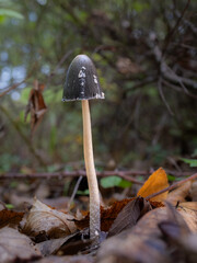 Coprinopsis picacea. Mushroom in a chestnut forest.