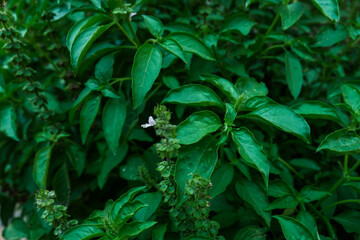 close up basil plant in tropical area