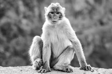 portrait of a macaque