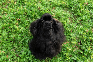 Charming Black Cocker Spaniel Sitting in Green Grass and Looking Up