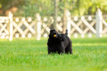 Playful Black Cocker Spaniel Puppy with Orange Ball on Lawn