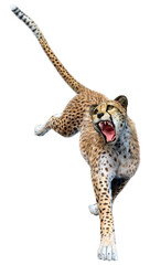 3D Rendering Big Cat Cheetah on White