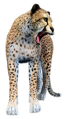 3D Rendering Big Cat Cheetah on White