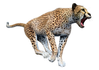 3D Rendering Big Cat Cheetah on White