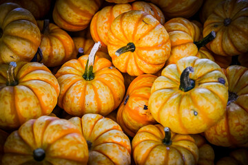 Spark, Cucurbita Pepo, Kürbis, Speisekürbis, Kürbisernte, Kürbismarkt, Herbst, Herbstfest, Herbstmarkt, Baselland, Schweiz