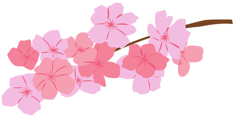 Cherry Blossom Flower