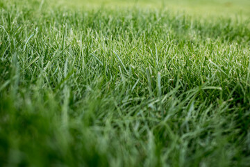 Close-up of lush green grass provides a background ideal for promoting lawn care, landscaping and outdoor sports such as football or golf, emphasizing natural vitality, growth and healthy environments