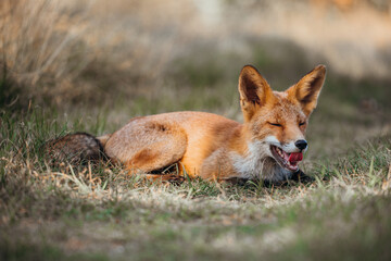 Majestic Wild Fox Roaming the Dutch Wilderness – Capturing the Beauty of Nature in the Netherlands | Wildlife Photography in the Heart of Dutch Forests and Fields.