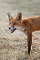 Majestic Wild Fox Roaming the Dutch Wilderness – Capturing the Beauty of Nature in the Netherlands | Wildlife Photography in the Heart of Dutch Forests and Fields.