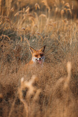 Fototapeta premium Majestic Wild Fox Roaming the Dutch Wilderness – Capturing the Beauty of Nature in the Netherlands | Wildlife Photography in the Heart of Dutch Forests and Fields.