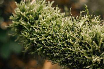 moss on a tree