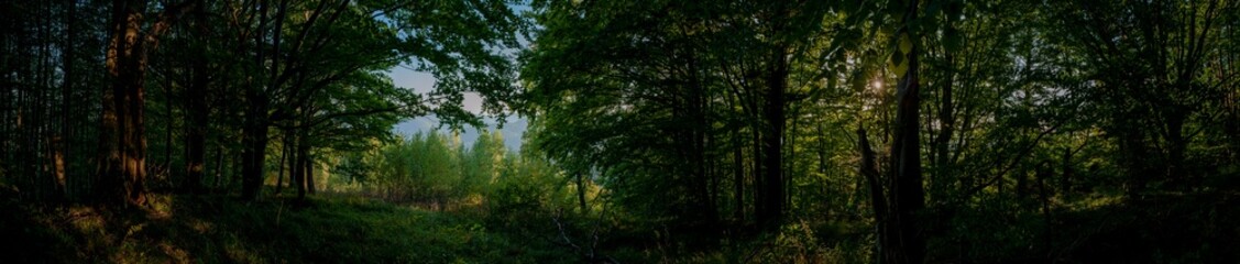 Panorama of a majestic evergreen forest. Sunbeams through mighty pines and firs. Pure nature. Early spring.Ecotourism, hiking, healthy lifestyle concepts