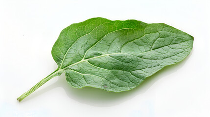 Fototapeta premium Sweet pepper leaf closeup isolated on white background,Fresh sweet basil leaves isolated on white background