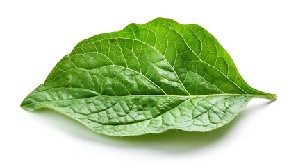 Obraz premium Sweet pepper leaf closeup isolated on white background,Fresh sweet basil leaves isolated on white background