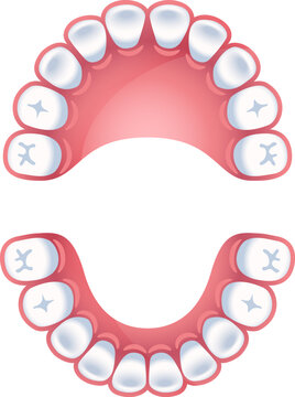 recommend clip art: Teeth chart. Jaws dental schema. Dental infographic