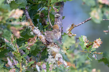 Two young garden warblers in a tree