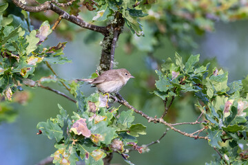 Garden warbler in a tree