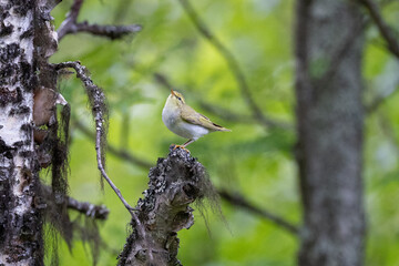 Willow warbler on a tree trunk