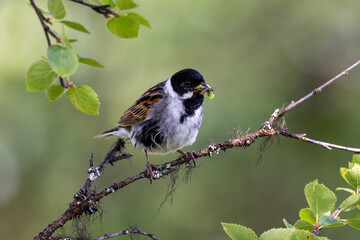 Common reed bunting with food in its beak