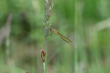 Emerald damselfly on a grass stem