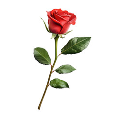 Obraz premium stunning red rose blossom with vibrant petals and lush green leaves, symbolizing love and beauty. This elegant flower stands out beautifully, perfect for any romantic occasion