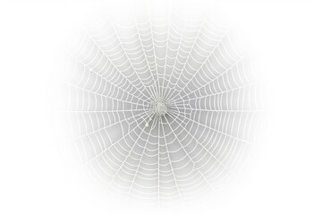 Obraz premium Cobweb backgrounds arachnid spider.