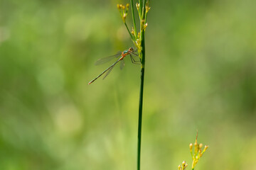Emerald damselfly on a grass stem