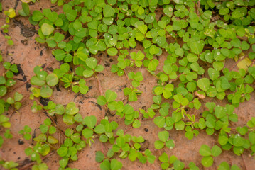 Green Clover Leaves with Water Drops on Brown Ground.