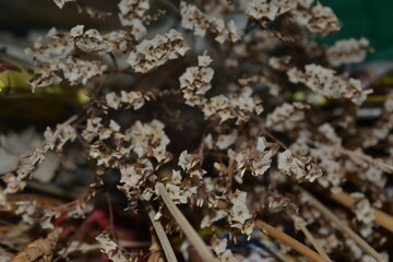 Close-up of dried flowers with intricate details. Perfect for vintage designs, floral compositions, or nature-inspired projects seeking a rustic, natural aesthetic