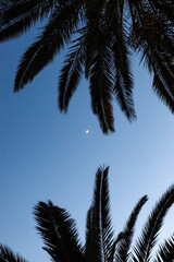 Palmen mit Mond
