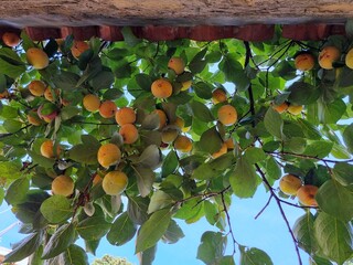 Persimmon fruit branch