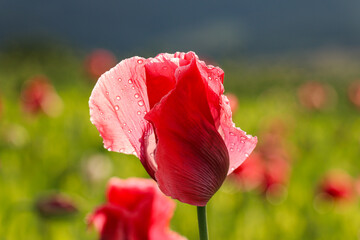 Fototapeta premium Mohnblüte 