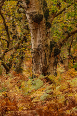 trees and plants in autumn