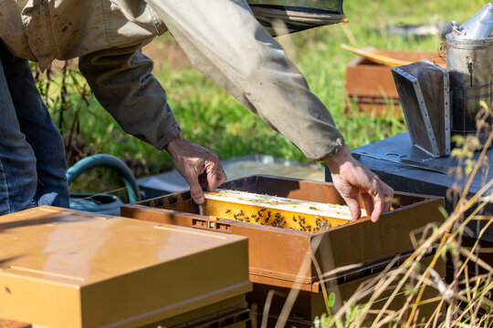 Apiculture - Apiculteur tenant un cadre de cire au dessus d'une ruche, lors d'une visite sanitaire et inspection des ruches