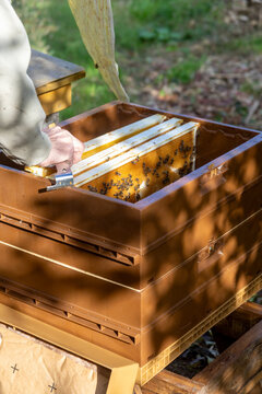 Apiculture - Apiculteur tenant un cadre de cire au dessus d'une ruche, lors d'une visite sanitaire et inspection des ruches