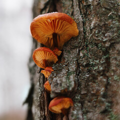 mushrooms on a tree