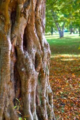 Autumn background. Texture of tree trunk. Multi-strand trunk.