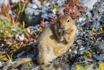 Arctic Ground Squirrel in Denali National Park Alaska in Autumn